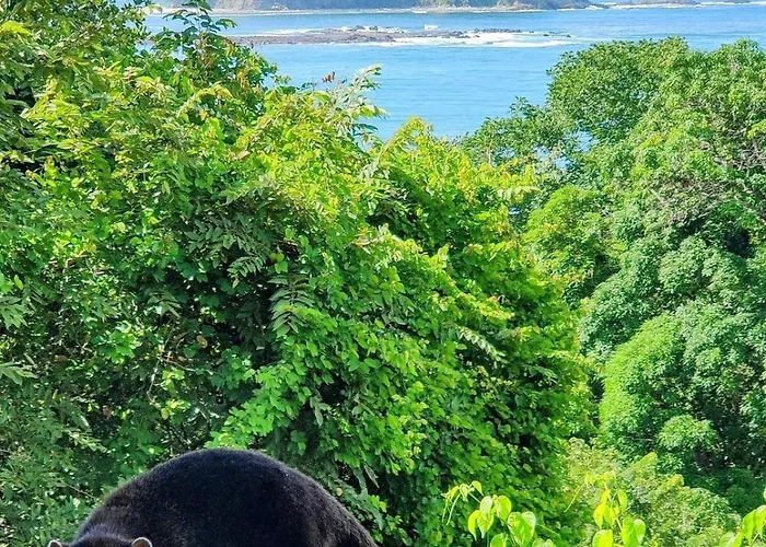 Tico Tiki Vacation - Epic View & Pool, 5 Minute Walk To Beach! *